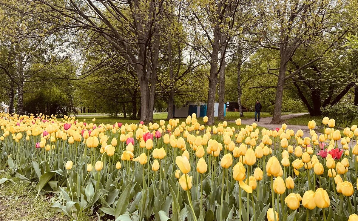    Что интересного будет в Москве, Санкт-Петербурге и Сочи в майские праздники