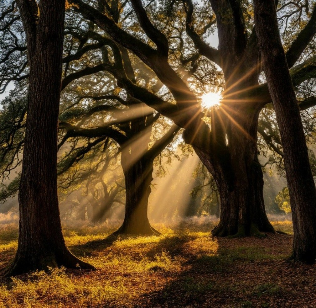 Солнце, еще робкое, только начинало пробиваться ... Создано в Шедеврум.