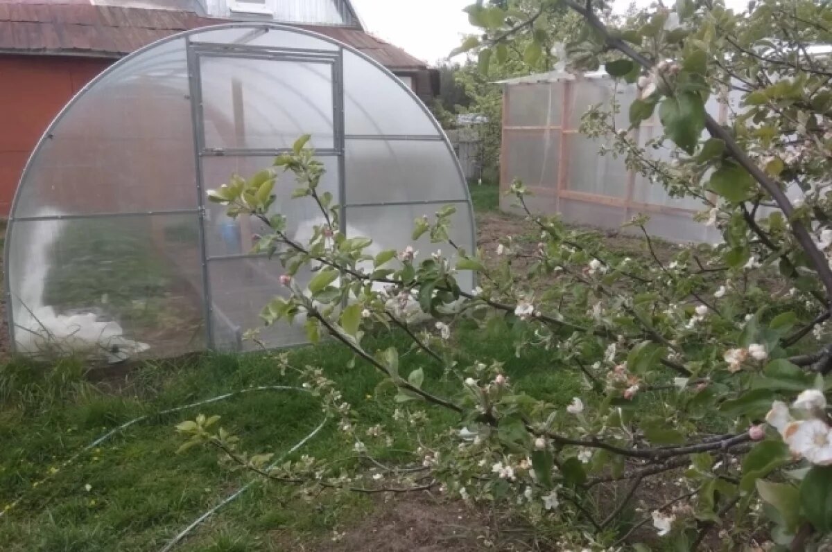    Жителей Новосибирской области пугают слухи о запрете на установку теплиц