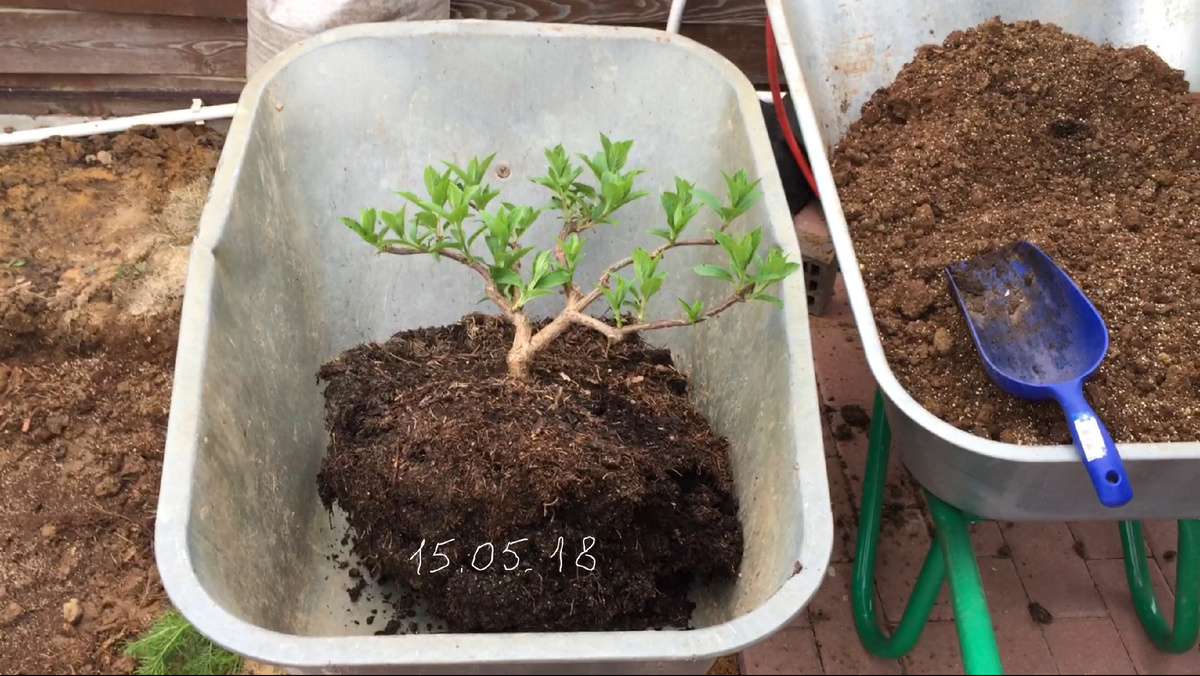 Благодаря большой, хорошо сформированной корневой, растение успешно прижилось. Не смотря на пересадку в неурочное время - гортензия уже начала распускать лист