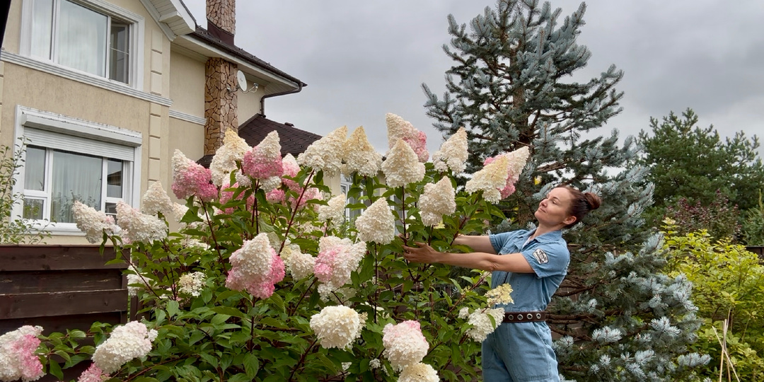 СЕМЬ лет жизни гортензии на фото. Ванила Фрайз. Обрезка, формировка куста, цветение.