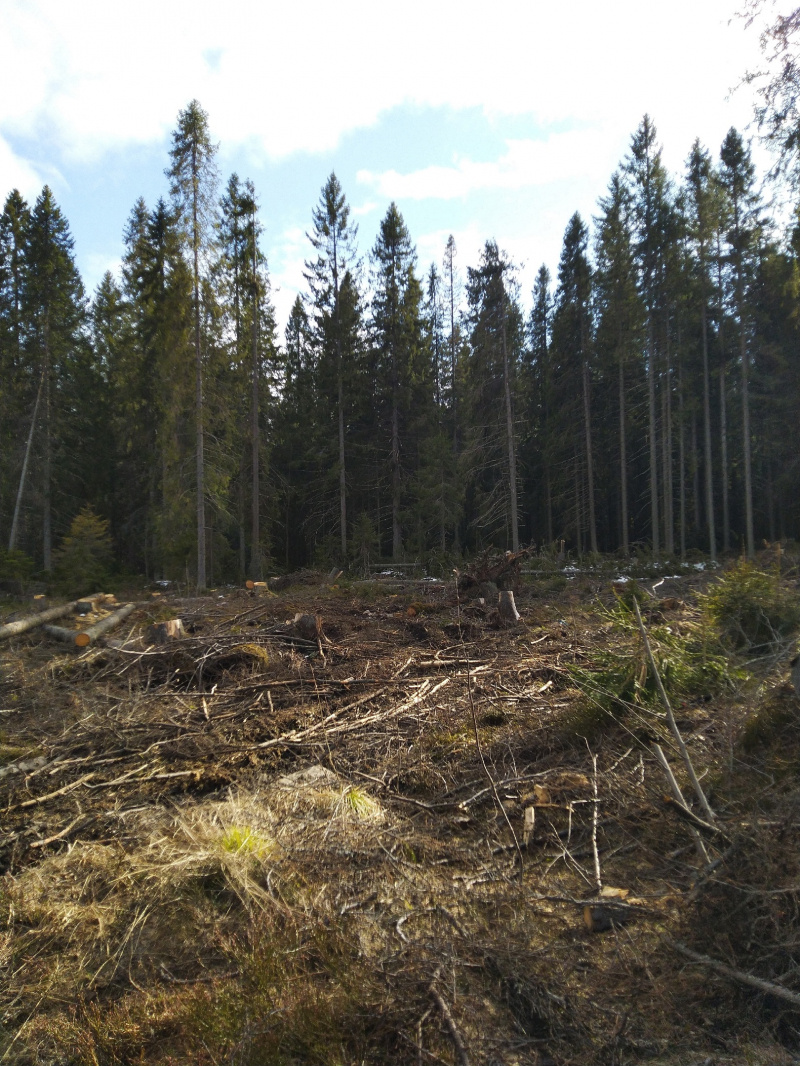    Жители Петрозаводска обеспокоены вырубкой леса на Старой КукковкеКУККОВКА.РФ | микрорайон Кукковка / ВК