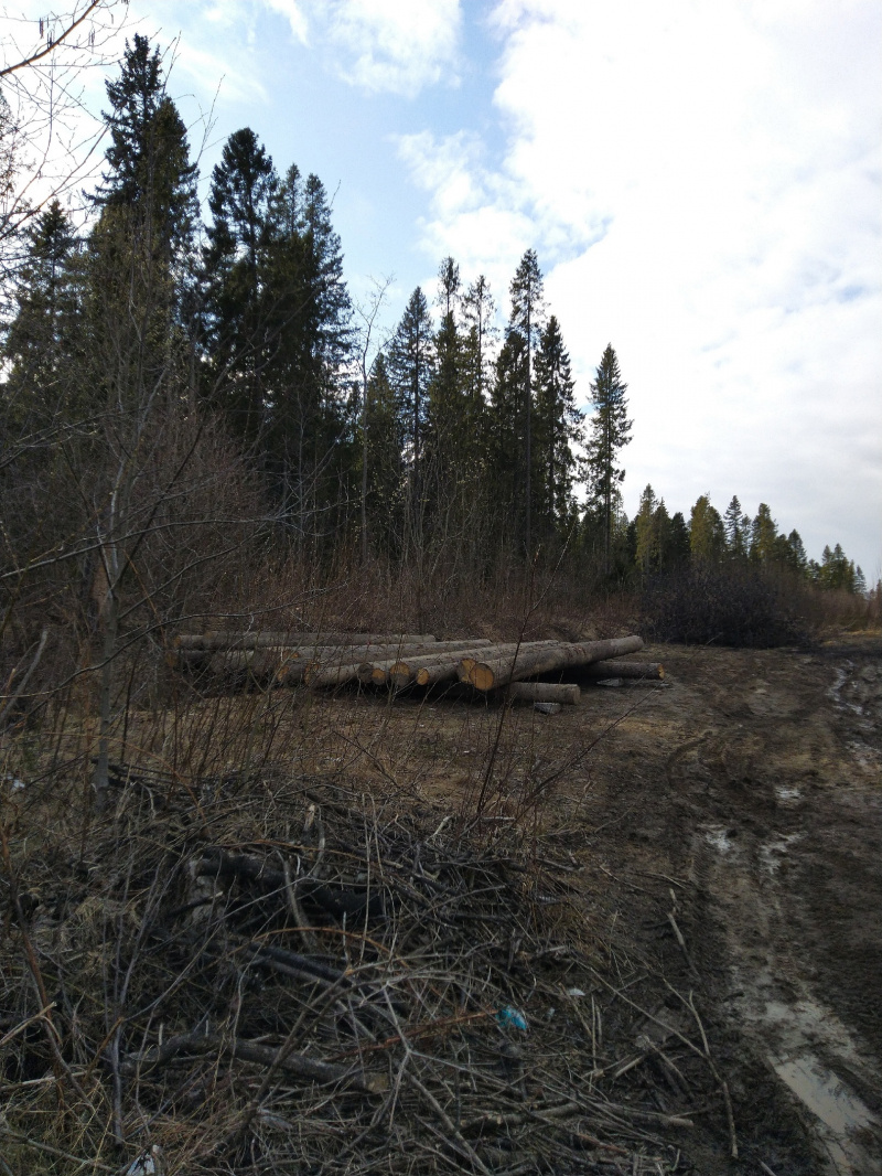    Жители Петрозаводска обеспокоены вырубкой леса на Старой КукковкеКУККОВКА.РФ | микрорайон Кукковка / ВК
