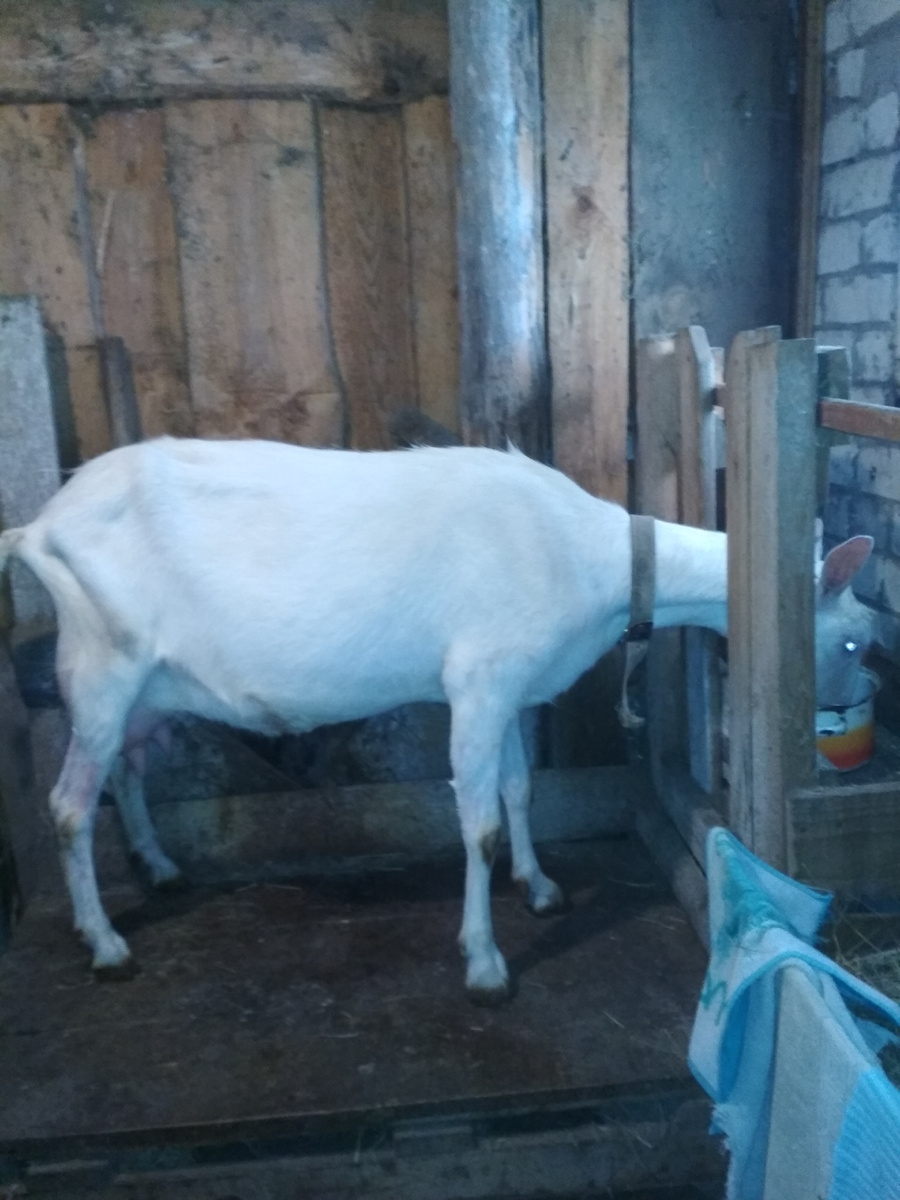 Витаминка перед дойкой на доильном станке