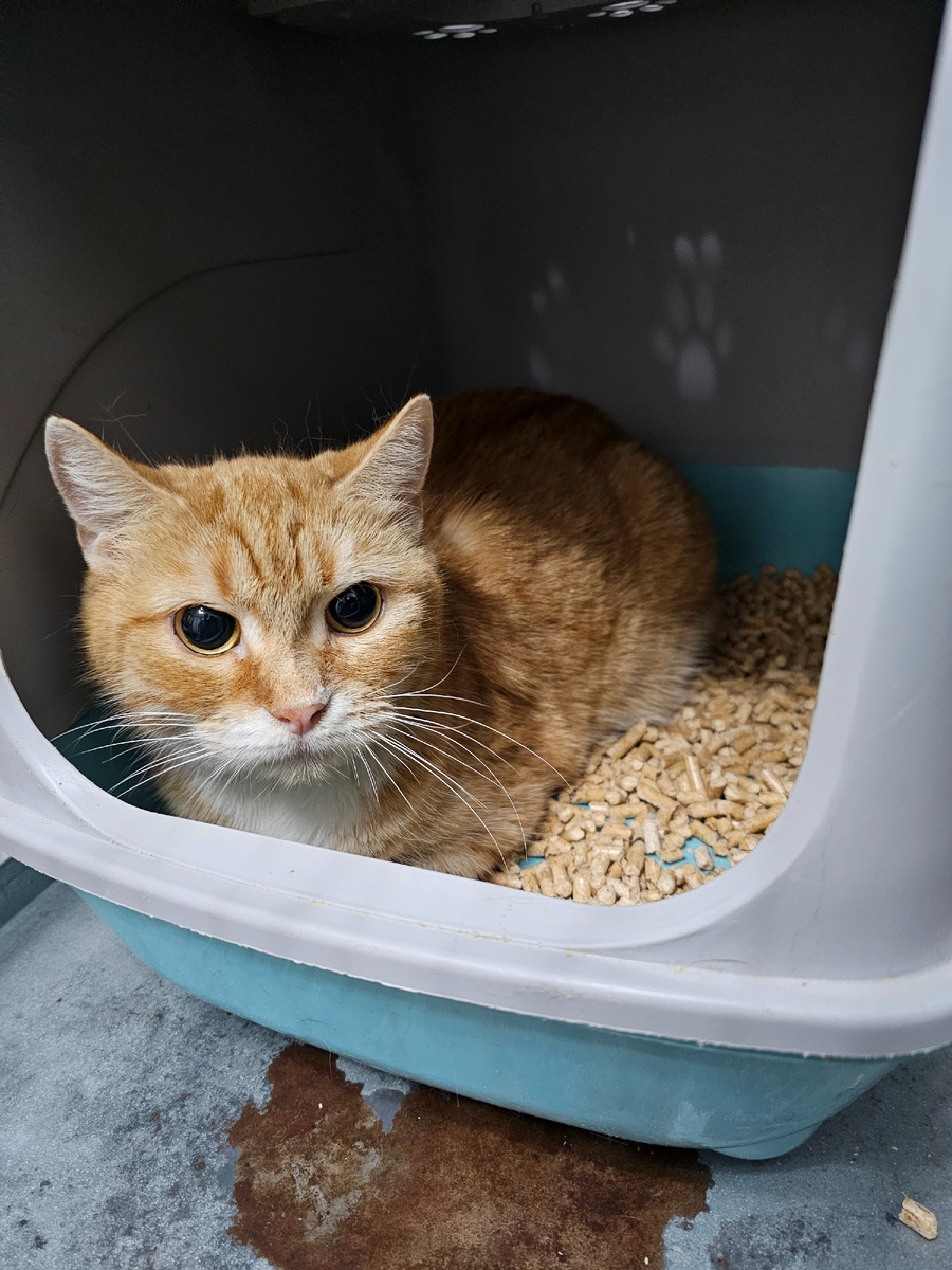 Фото автора. Рыжуля.