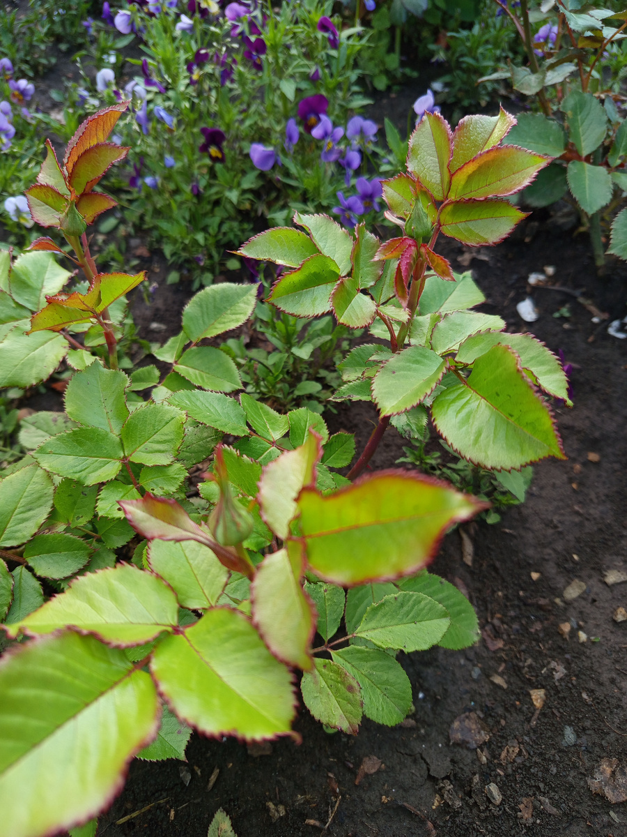 Дольче самерхаус