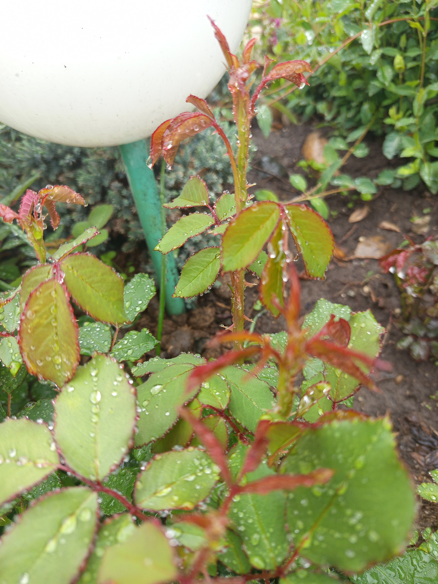 Булны микроскопические(Коко-локо