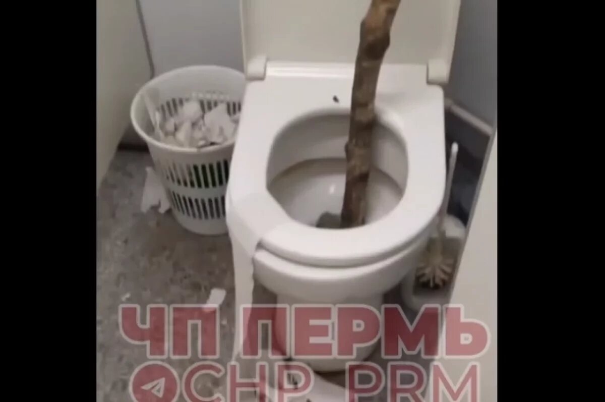    В мэрии Перми ответили на жалобы о загаженном туалете у Черняевского леса