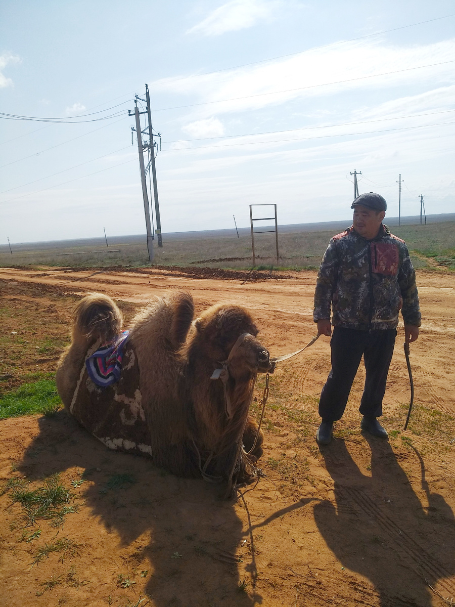 Боскунчакский верблюд
