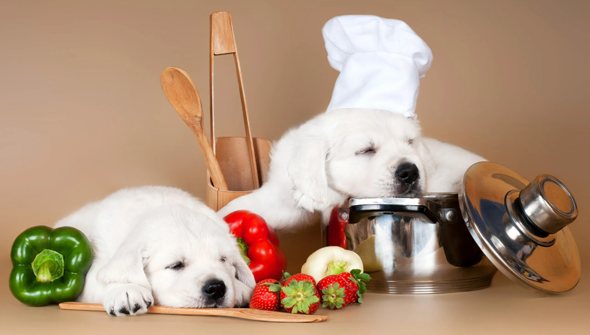 источник фото: https://petsmenu.ru/wp-content/uploads/2023/07/2023-07-21_13-24-50-1536x872.png