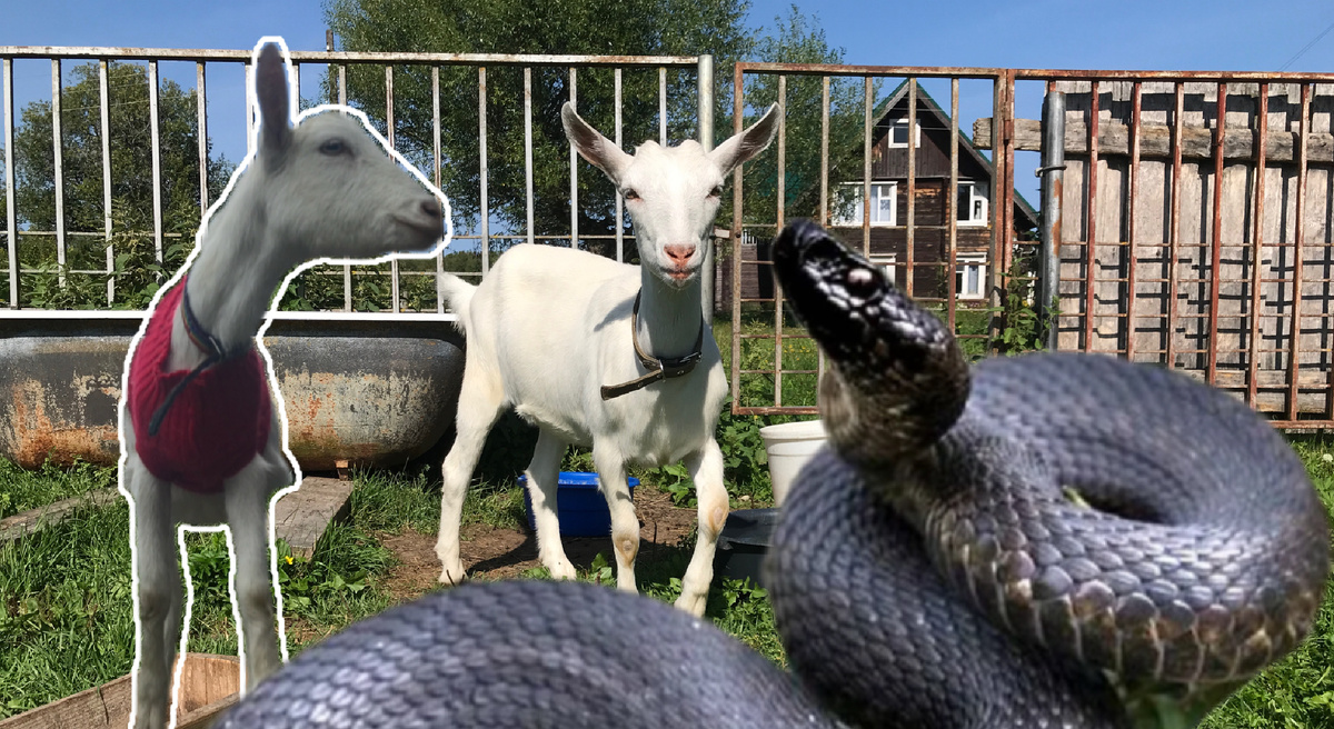 Фото автора