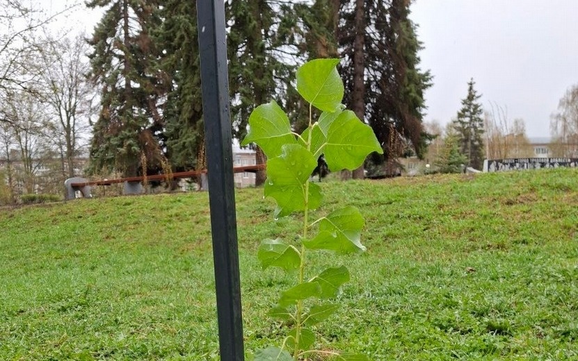    Тополь из Волгограда высадили в Сквере Победы в Ижевске