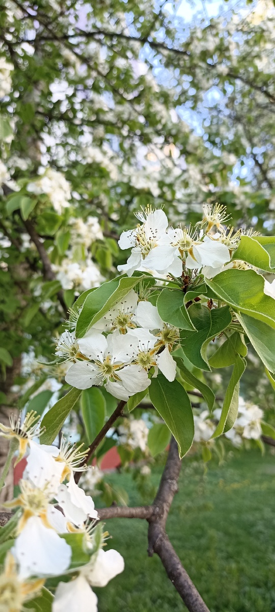Весна прекрасна