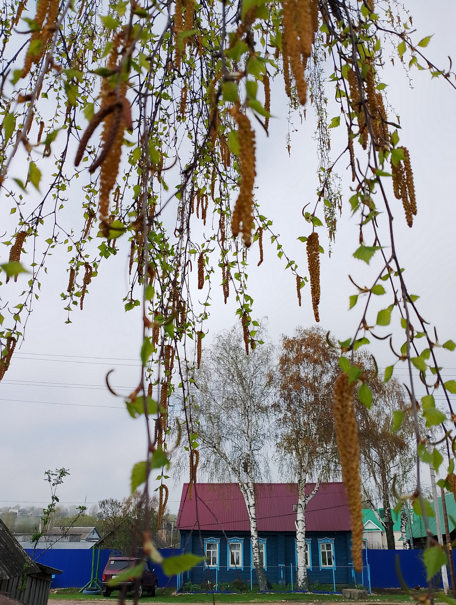 фото автора, утро 26 апреля, первые листочки на берёзах