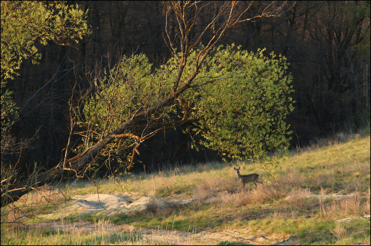 Листайте вправо, там чуть покрупнее >>>