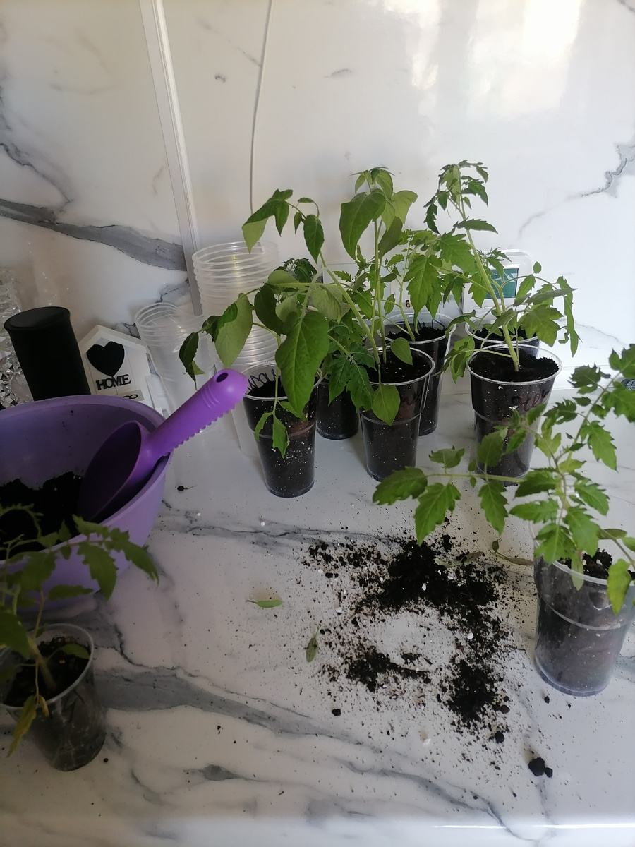 Процесс пикировки(беспорядок, но с пользой)