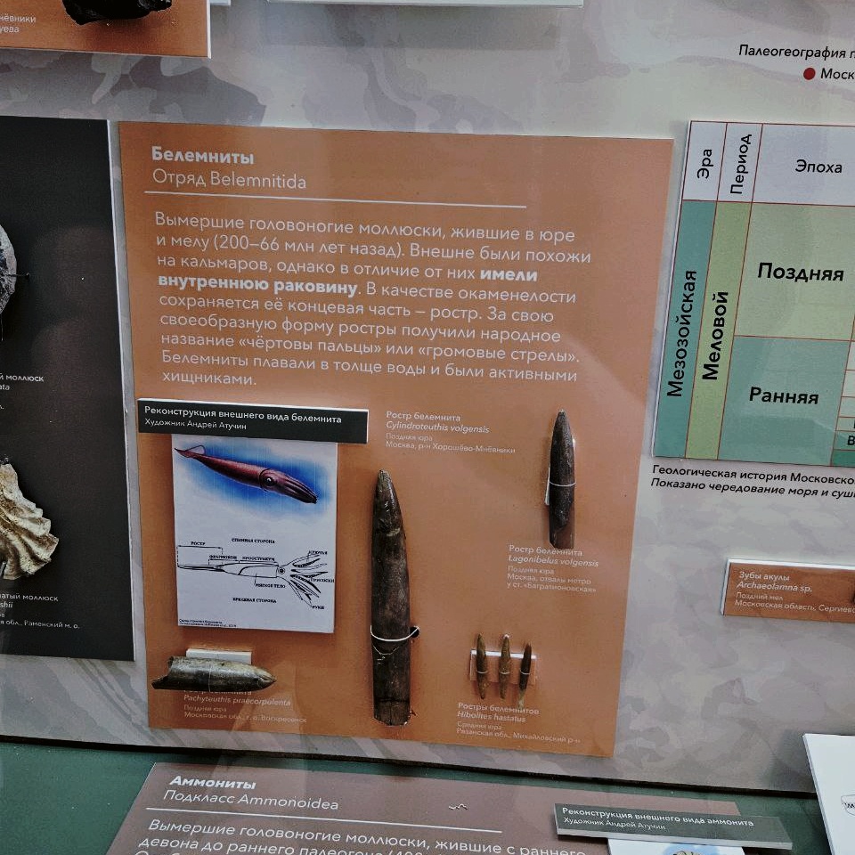Белемниты, найденные на территории Москвы и Московской области