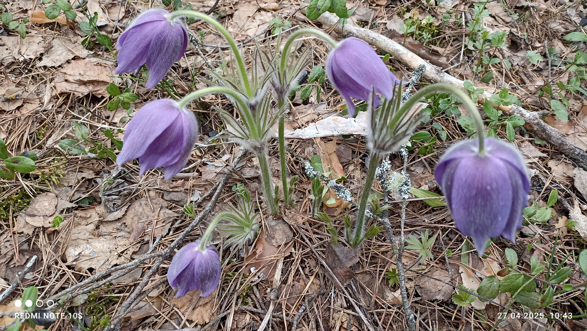 Сон-трава - Вятский подснежник. Фото автора.