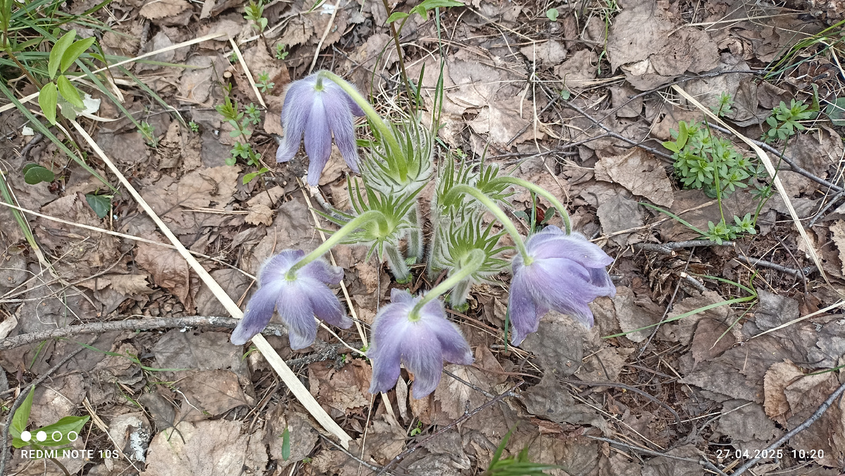 Погода сегодня пасмурная. Цветочки опустили свои лепестки. Фото автора.
