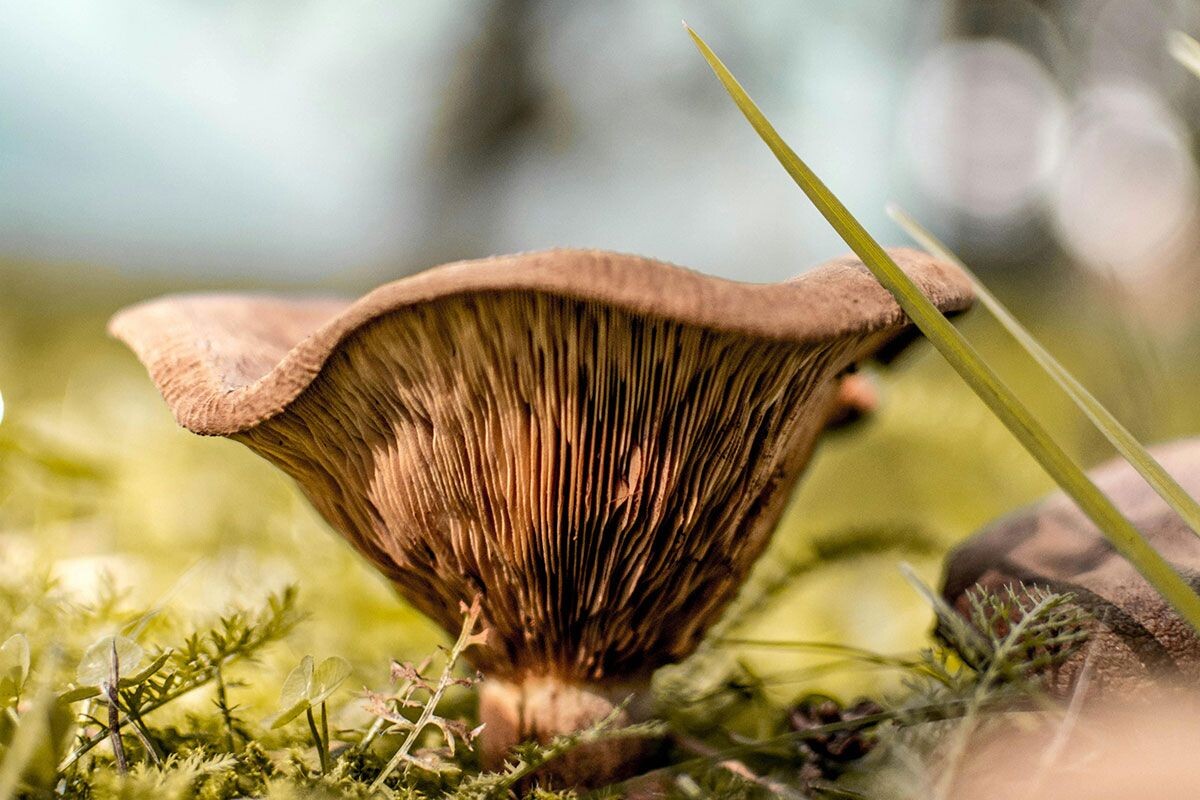    Фото: lil artsy / Pexels.com