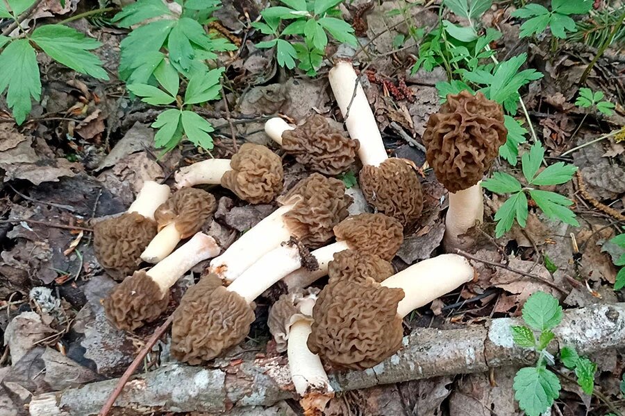    Фото: "Грибные войска" / VK