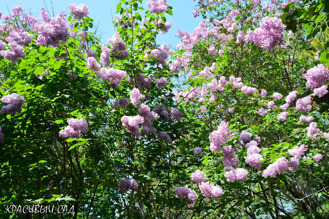 Сиреневый сад