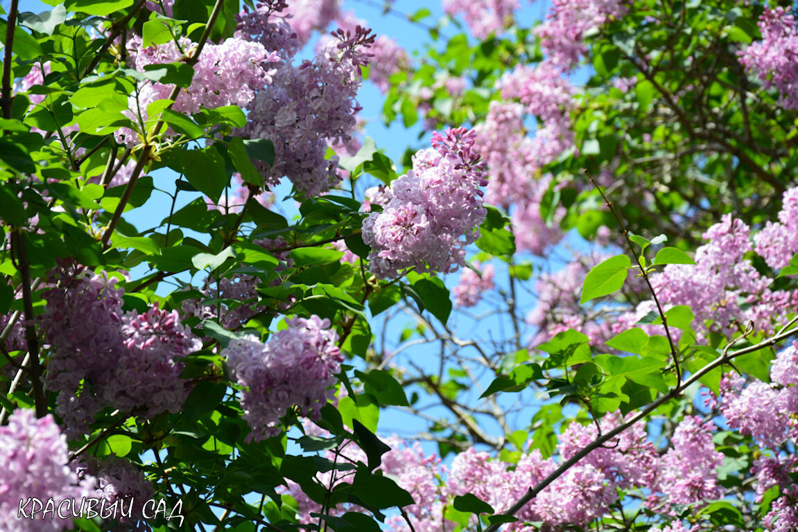 Красивый цвет сирени. Настоящий сиреневый!