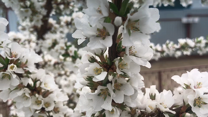 Войлочная вишня, апрель 2025 г.