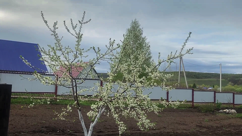 Тернослива, апрель 2022 г.