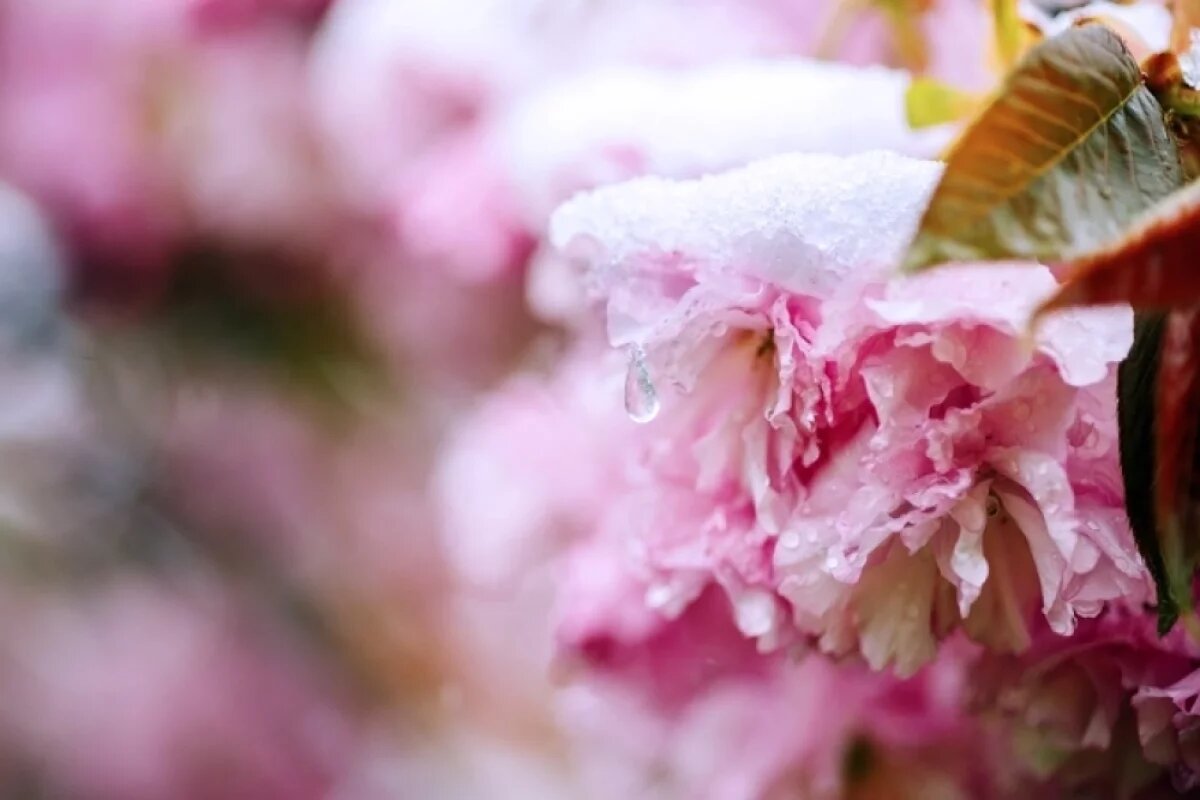    Помимо плодовых деревьев под угрозой могут оказаться и озимые.