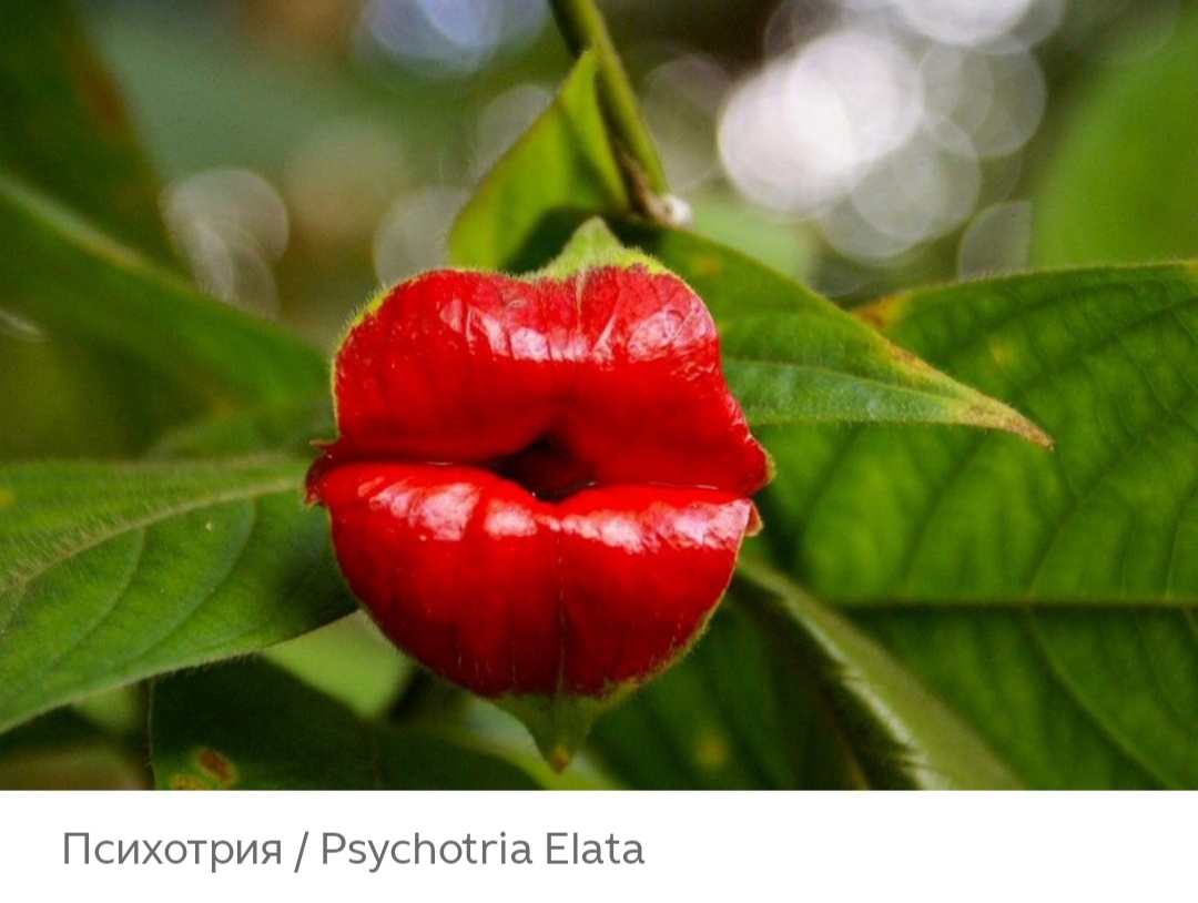 Психотрия "Красные губы"(Psychotria