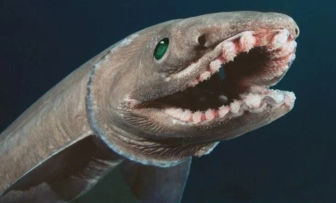 Я Елена из компании Орифлейм.