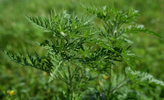    администрация Краснодара