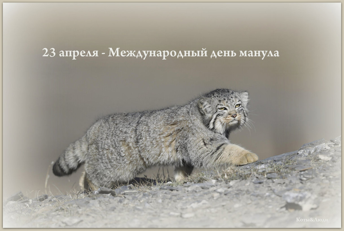 Коллаж автора