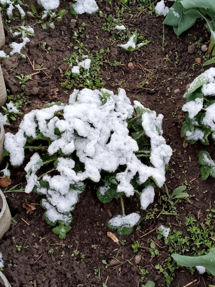 Грядка с клубникой.