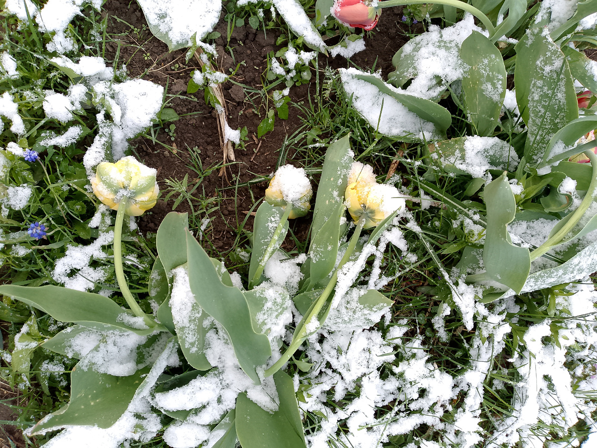 Тюльпаны пригнуты.