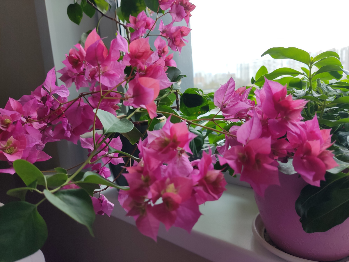 Цветение моей бугенвиллии