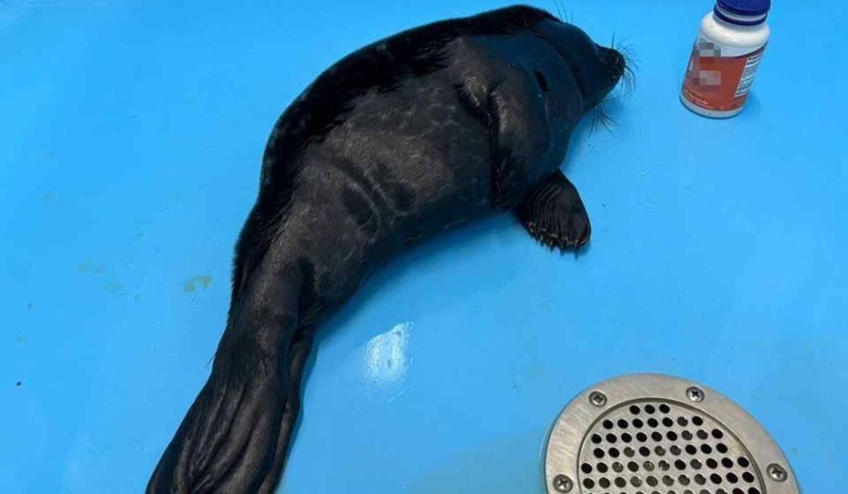     Нерпа. Источник: kp.ru Автор фото: Фонд друзей балтийской нерпы