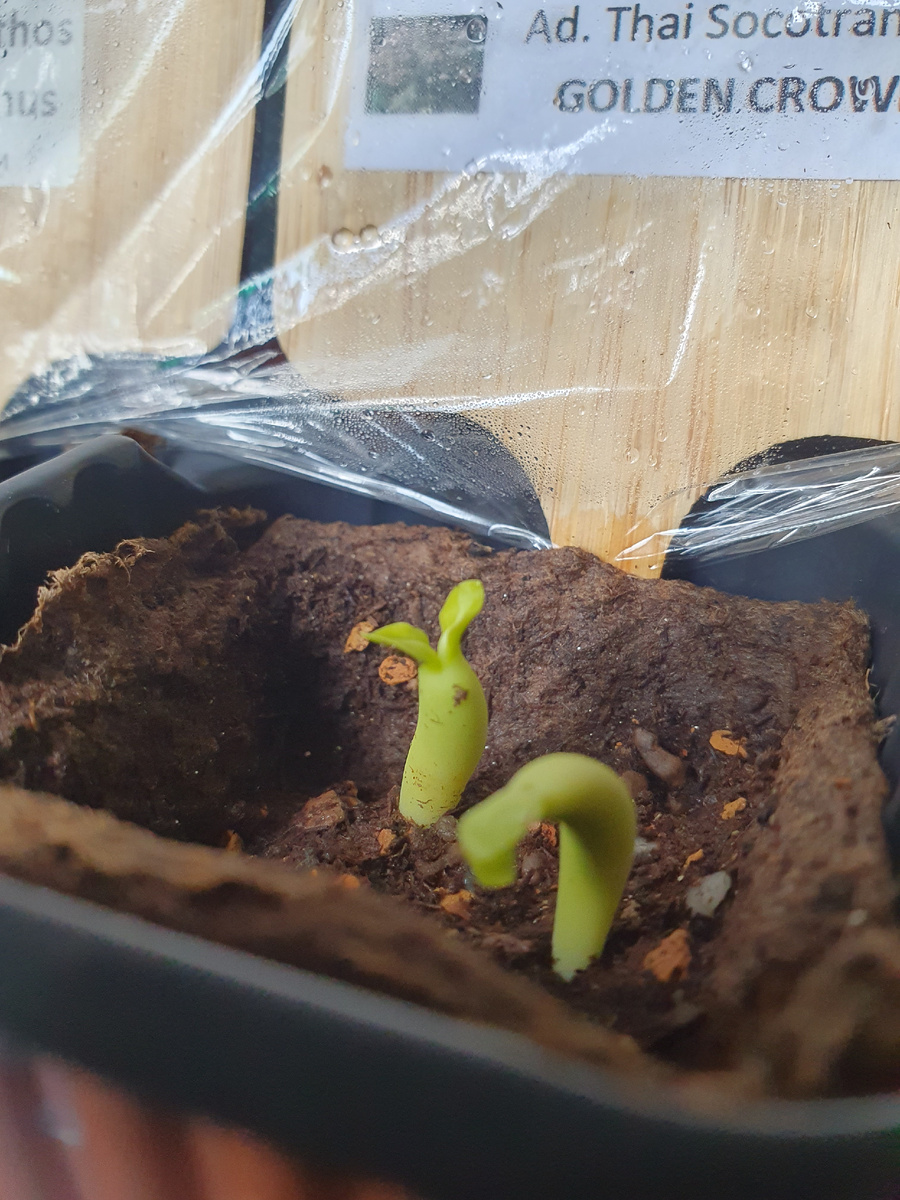 Фото адениума тайского сокотранума сорта "Золотая корона ", 13 дней роста.