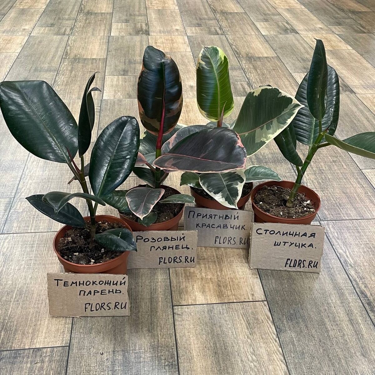 на фото сорта слева направо: Абиджан, Белиз, Тинеке, Робуста