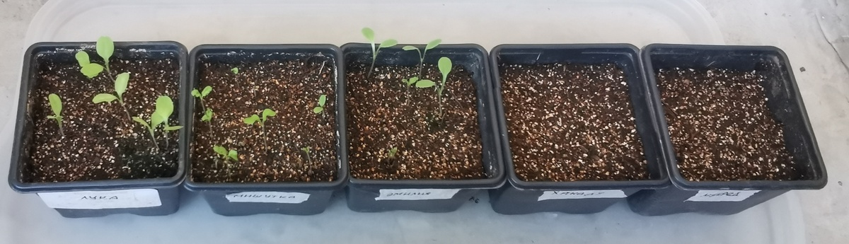 Посевы салата 2025 - прошла неделя. В правом горшочке - 1 всход маленький, его даже не видно.