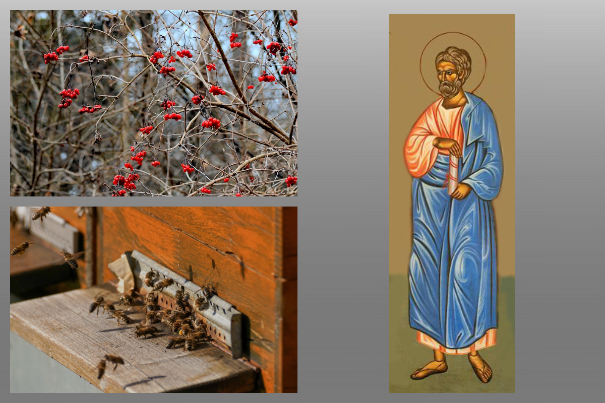 Икона Апостол от 70-ти Пуд/azbuka.ru, пчёлы и рябина/pixabay.com