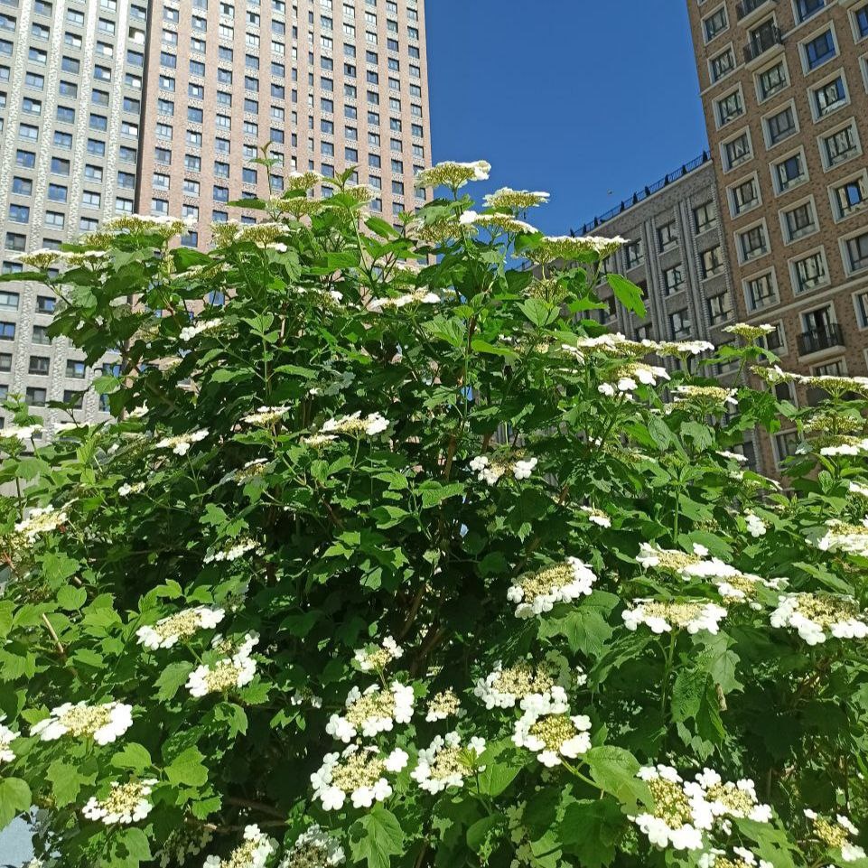 Цветение калины