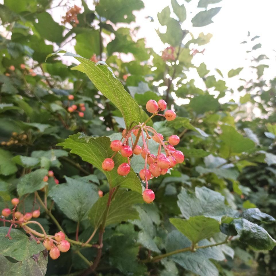 Плоды калины