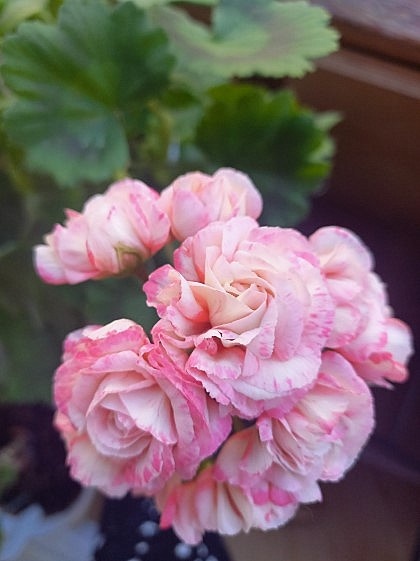 Моя нежная красотулька очень радует в этом году.