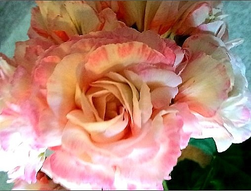     Светят на неё не солнечные лучи, а лампы.