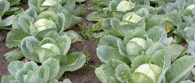 Как выращивать капусту