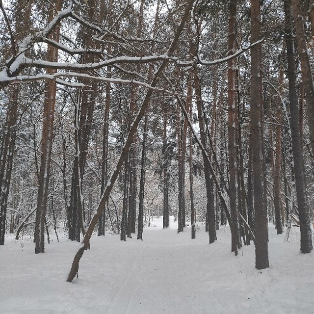Балатовский парк в Черняевском лесуг. Перми