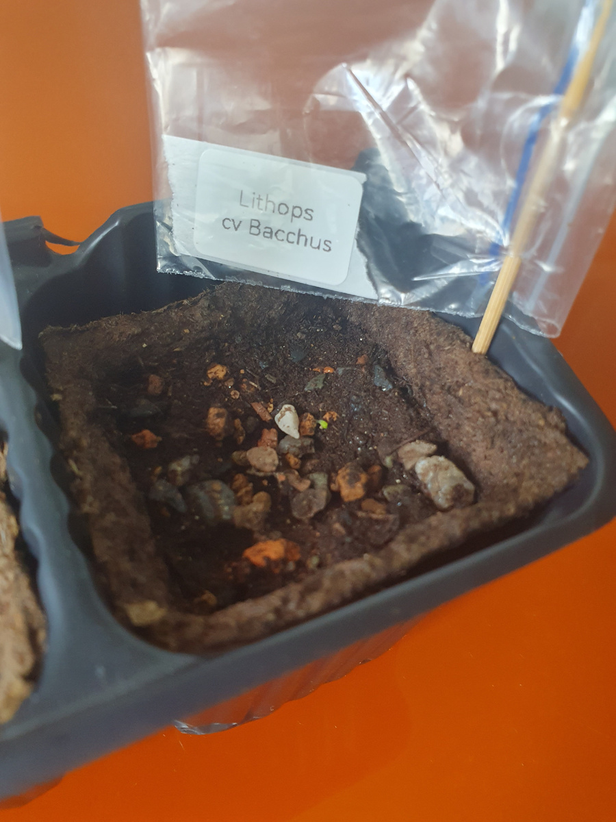 Первый всход литопса 'Baccus' на четвертый день после посева. 