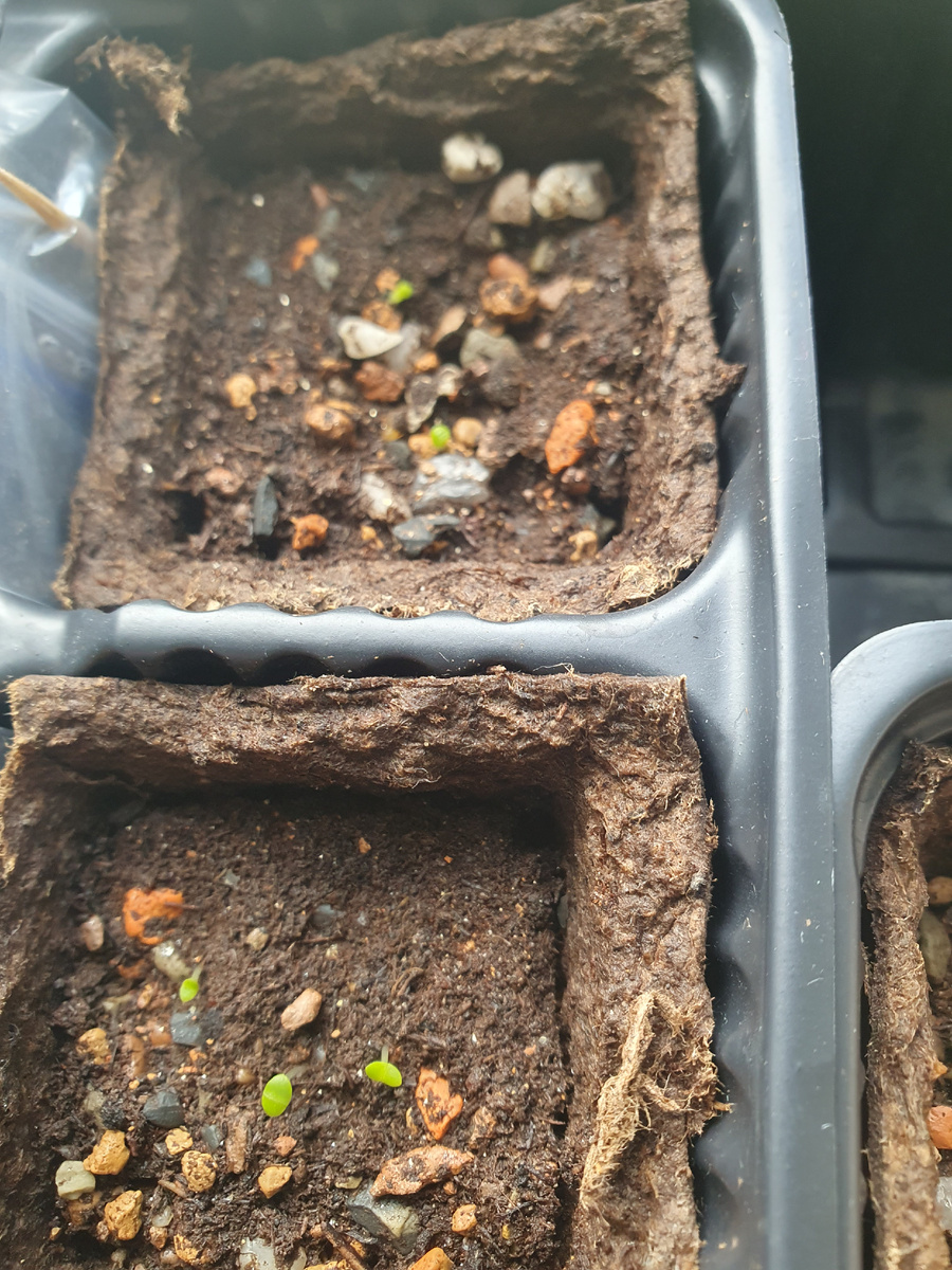 Всходы моих литопсов, 14 дней. после посева.